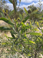 Acacia trineura