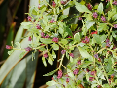 Phyllocladus alpinus