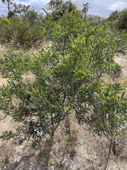 Acacia trineura