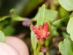 Phyllocladus alpinus