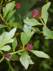 Phyllocladus alpinus