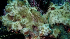 Porifera