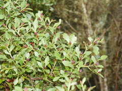 Phyllocladus alpinus