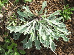 Artemisia japonica