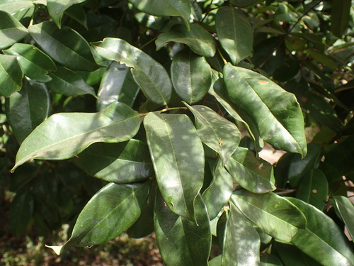 Image of Dialium guineense by (c) Mahomed Desai, some rights reserved (CC BY)