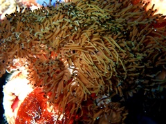 Acrozoanthus australiae