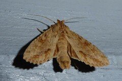 Ichneutica mollis
