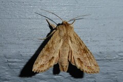 Ichneutica mollis