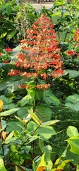 Clerodendrum paniculatum