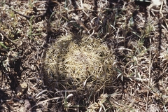 Coryphantha delicata