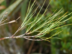 Dracophyllum longifolium