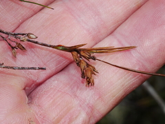 Dracophyllum longifolium