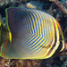 曲紋蝴蝶魚 - Photo 由 François Libert 所上傳的 (c) François Libert，保留部份權利CC BY-NC-SA