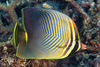 Eastern Triangle Butterflyfish - Photo (c) François Libert, some rights reserved (CC BY-NC-SA), uploaded by François Libert