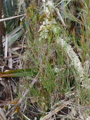Dracophyllum longifolium