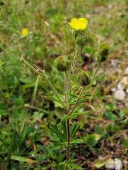 Potentilla crantzii