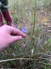 Wahlenbergia undulata