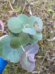 Eucalyptus cinerea