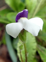 Mazus radicans