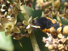 Gametoides sanguinolenta