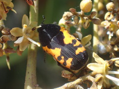 Gametoides sanguinolenta