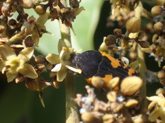 Gametoides sanguinolenta