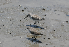 Calidris falcinellus