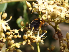 Gametoides sanguinolenta
