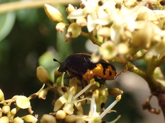 Gametoides sanguinolenta