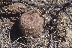 Echinocereus pectinatus pectinatus