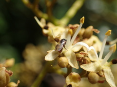 Meliponini