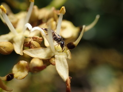 Meliponini