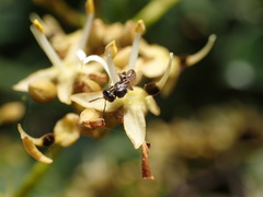 Meliponini