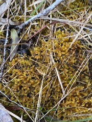 Triquetrella papillata