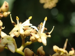 Meliponini
