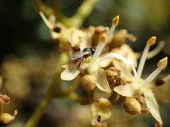 Meliponini