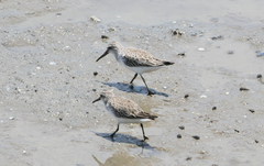 Calidris falcinellus