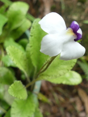 Mazus radicans