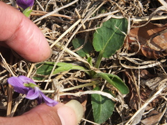 Viola prionantha