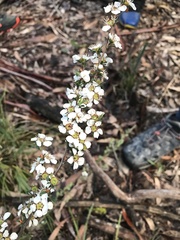 Leptospermum continentale