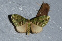 Austrocidaria similata