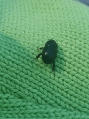 Heteronychus arator