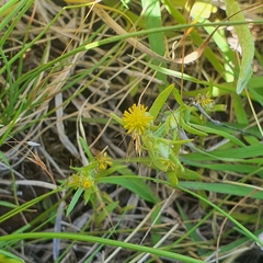 Triptilodiscus pygmaeus