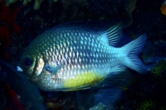 Amblyglyphidodon leucogaster