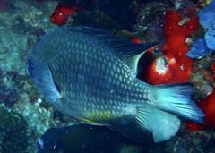 Amblyglyphidodon leucogaster