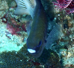 Amblyglyphidodon leucogaster