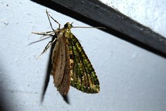 Austrocidaria similata