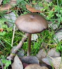 Entoloma sericeum