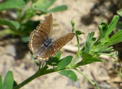 Lepidoptera