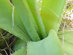 Aloe ecklonis